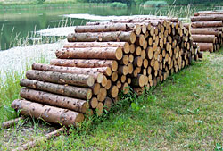 Brennholz