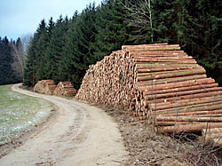 Holzpolter