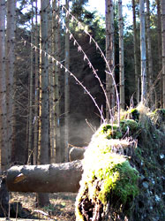 Sturmsch&auml;den