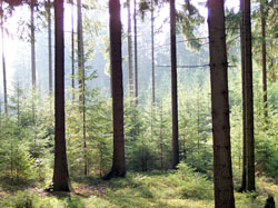 Waldpflege