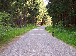 Waldweg