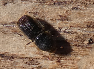Schmetterling