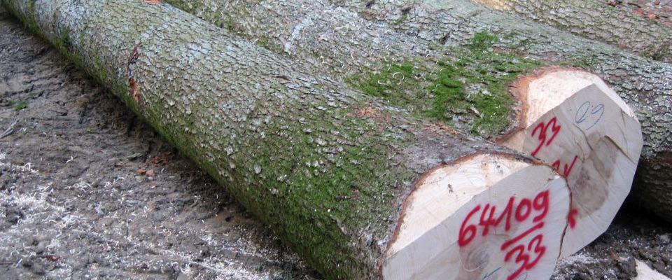 Holz