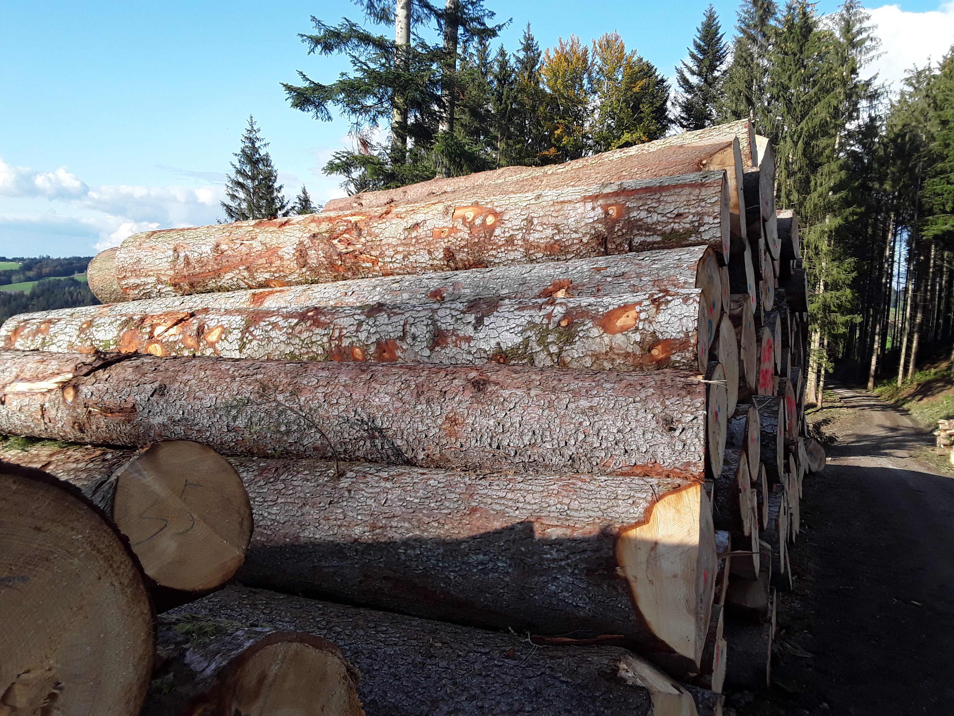 Holzpolter WTa