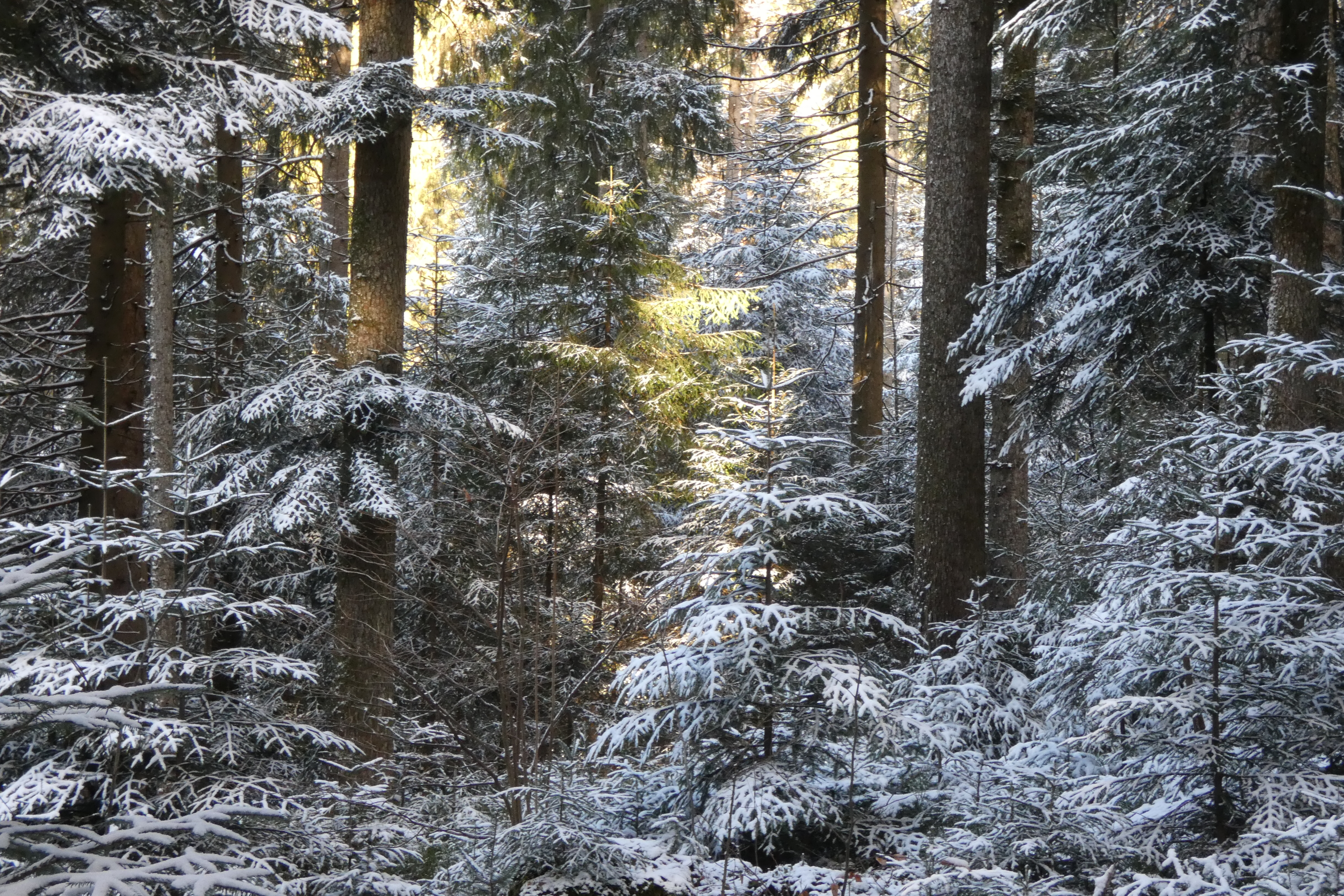 Wald Winter2