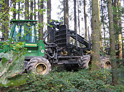 Holzeinschlag