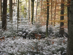 Zielbestand ist ein Mischwald mit gesicherter Naturverjüngung Zielbestand ist ein Mischwald mit gesicherter Naturverjüngung
