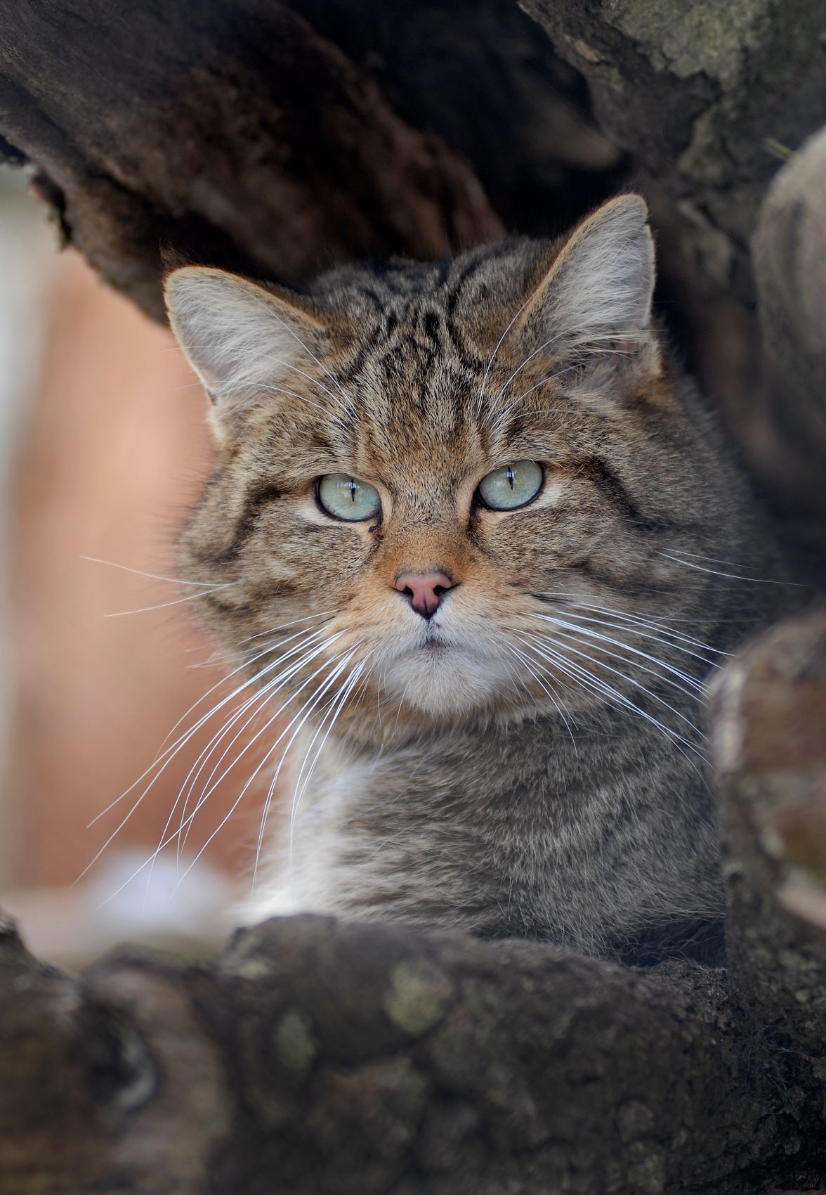 Wildkatze Rudolf Vornehm klein